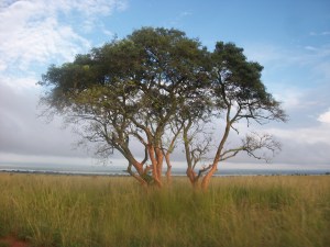 Trees in the Savannah