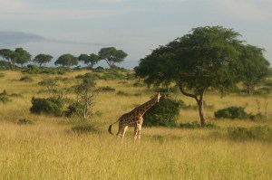 Giraffe! 