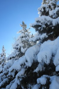 Snowy trees