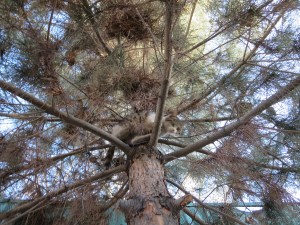 "Wildlife" in k-town