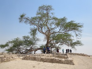 The "Tree of Life" - a few hundred year old tree in the middle of the desert island