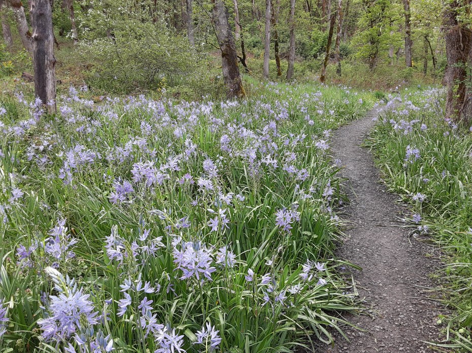 Welcome Spring! | The Compass Rose Queen